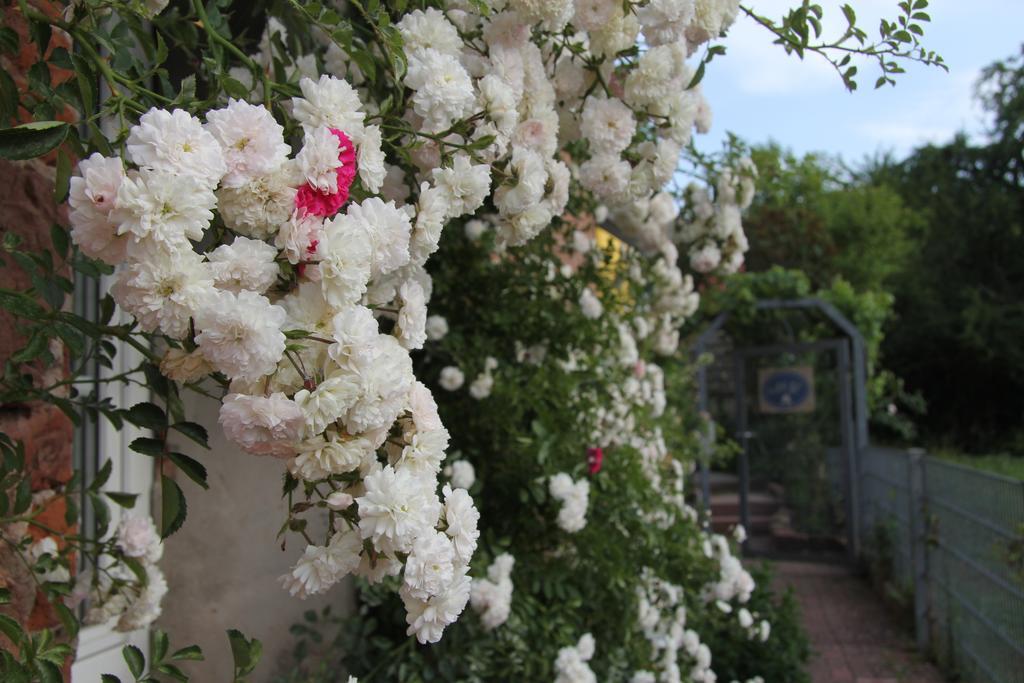 No.31 B&B Im Rosengarten Kapellen-Drusweiler 外观 照片